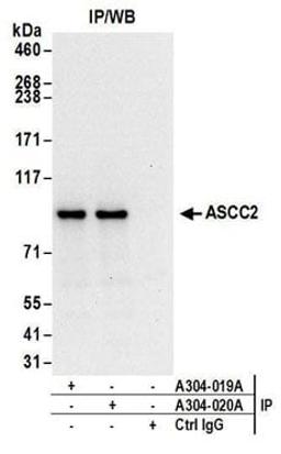 Detection of human ASCC2 by western blot of immunoprecipitates.