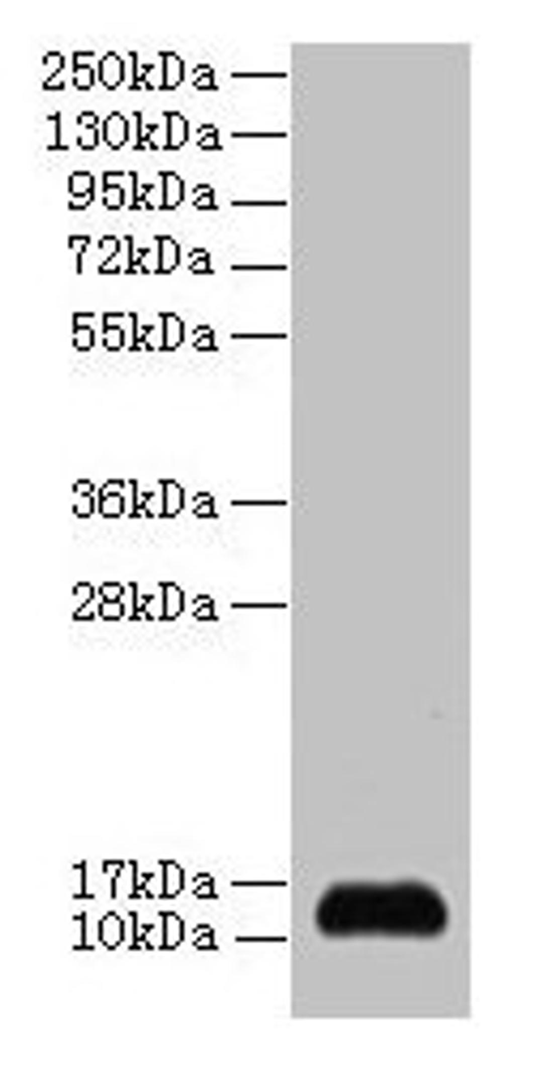 Western blot. All lanes: SNRPD2 antibody at 2µg/ml + 293T whole cell lysate. Secondary. Goat polyclonal to rabbit IgG at 1/15000 dilution. Predicted band size: 14, 13 kDa. Observed band size: 14 kDa