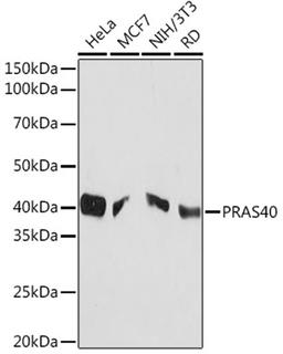 Western blot - PRAS40 Rabbit mAb (A3391)