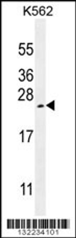 Western blot analysis in K562 cell line lysates (35ug/lane).