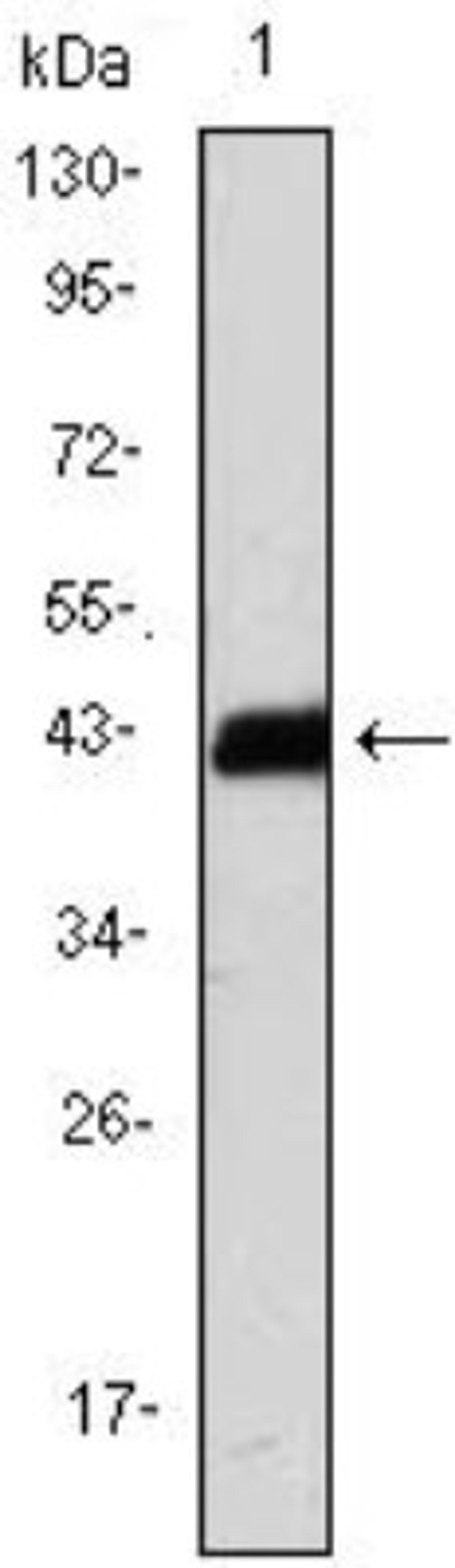 Western Blot: CD3 zeta Antibody (4B10) [NBP1-42561] - Analysis using CD247 mAb against CD247(AA: 52-164)-hIgGFc transfected HEK293 cell lysate.