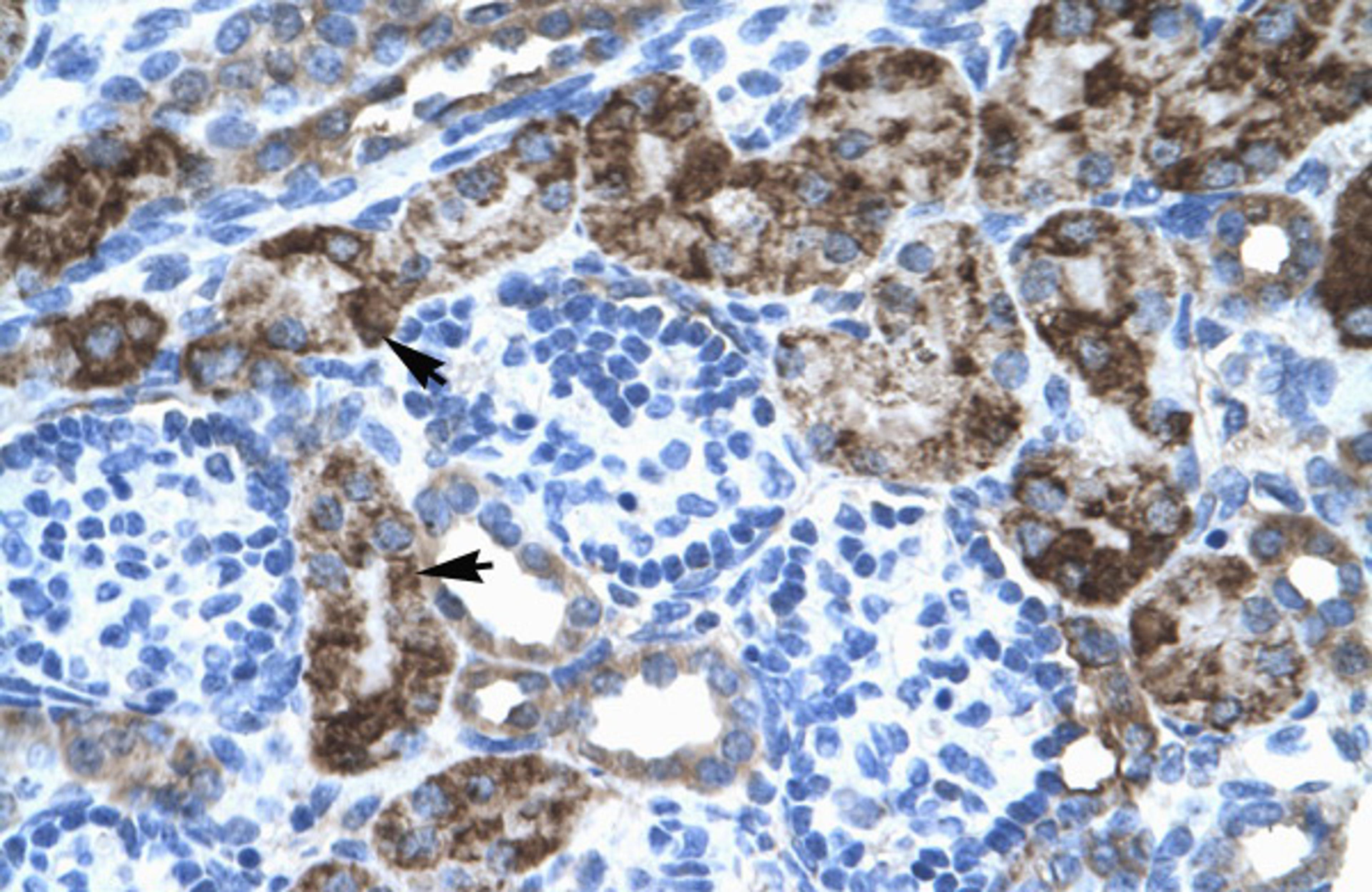 Antibody used in IHC on Human kidney at 4.0-8.0 ug/ml.