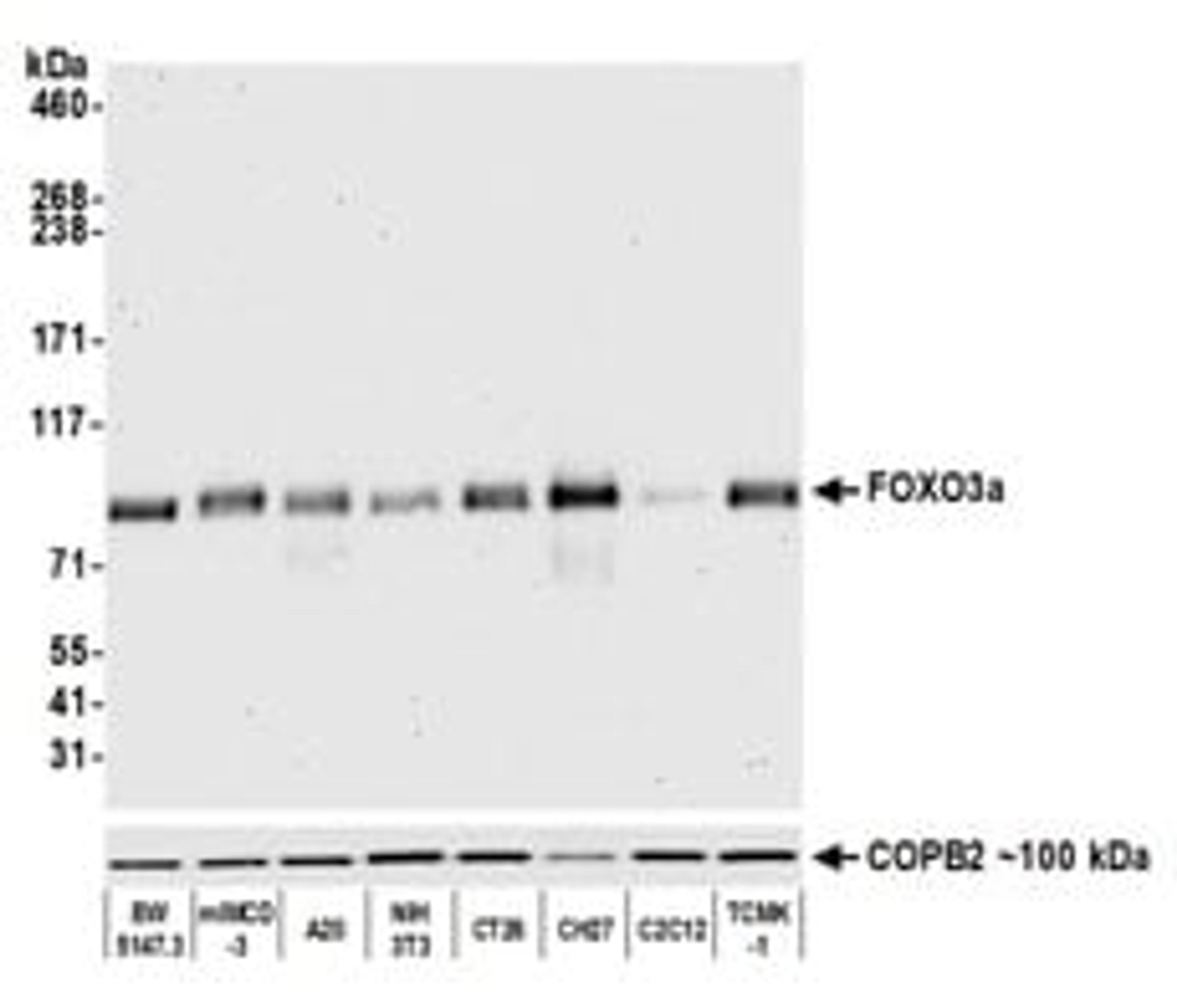 Detection of mouse FOXO3a by western blot.