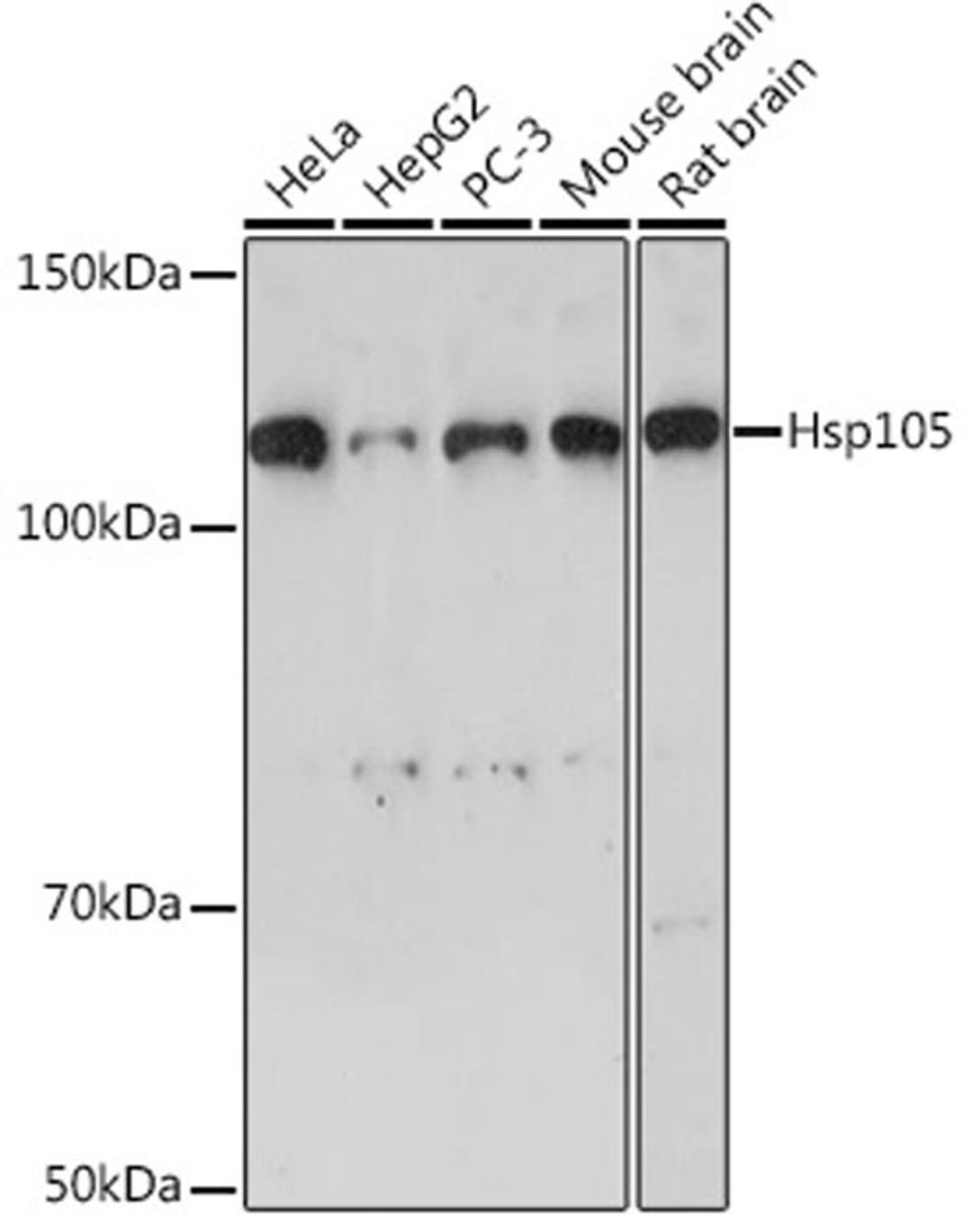 Western blot - Hsp105 Rabbit mAb (A4687)