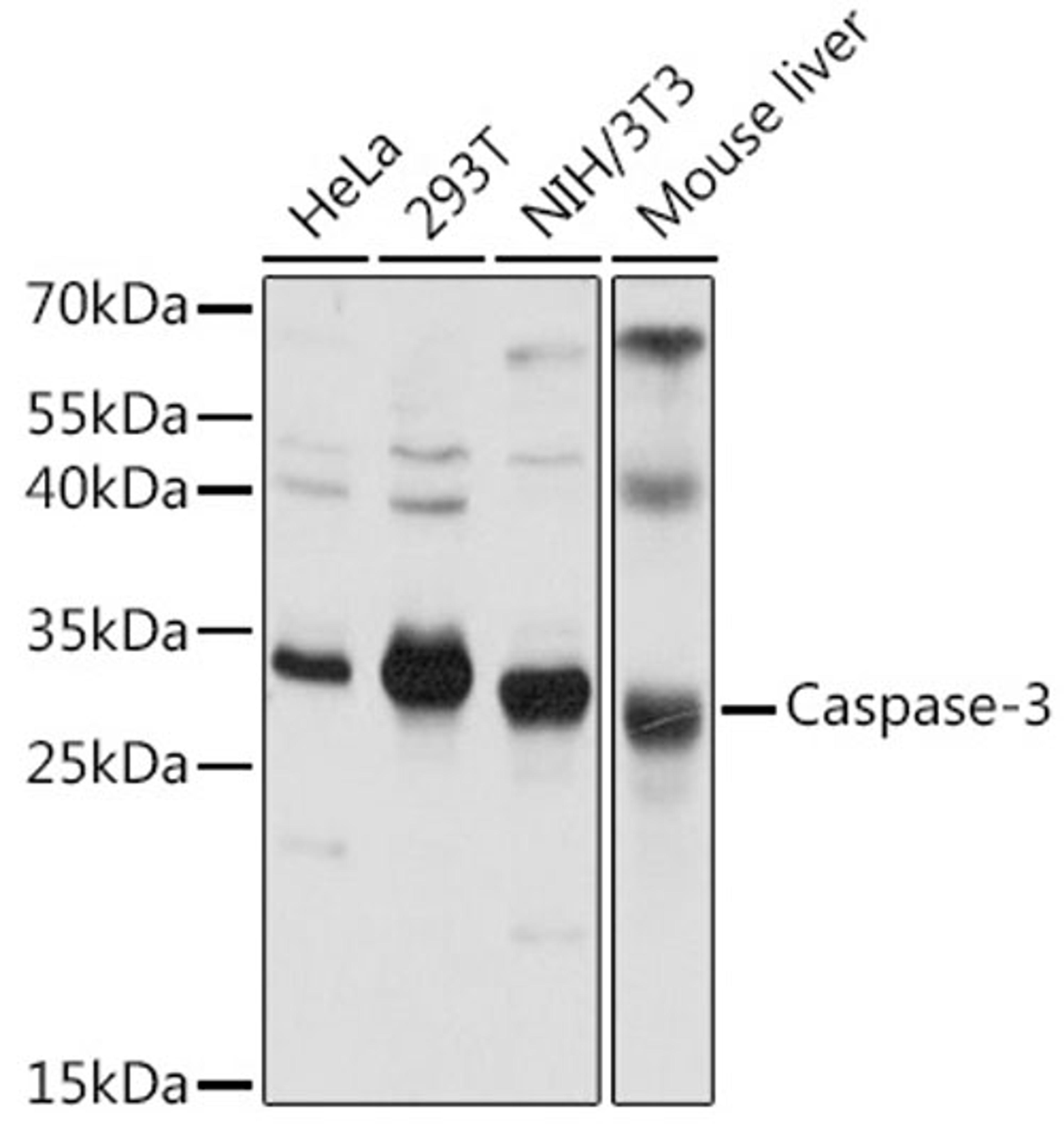 Western blot - Caspase-3 antibody (A0214)