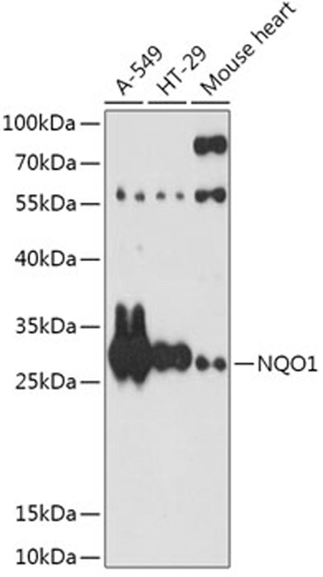 Western blot - NQO1 antibody (A0047)