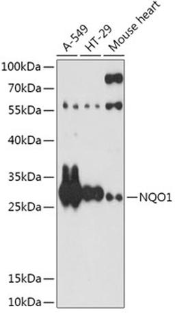 Western blot - NQO1 antibody (A0047)