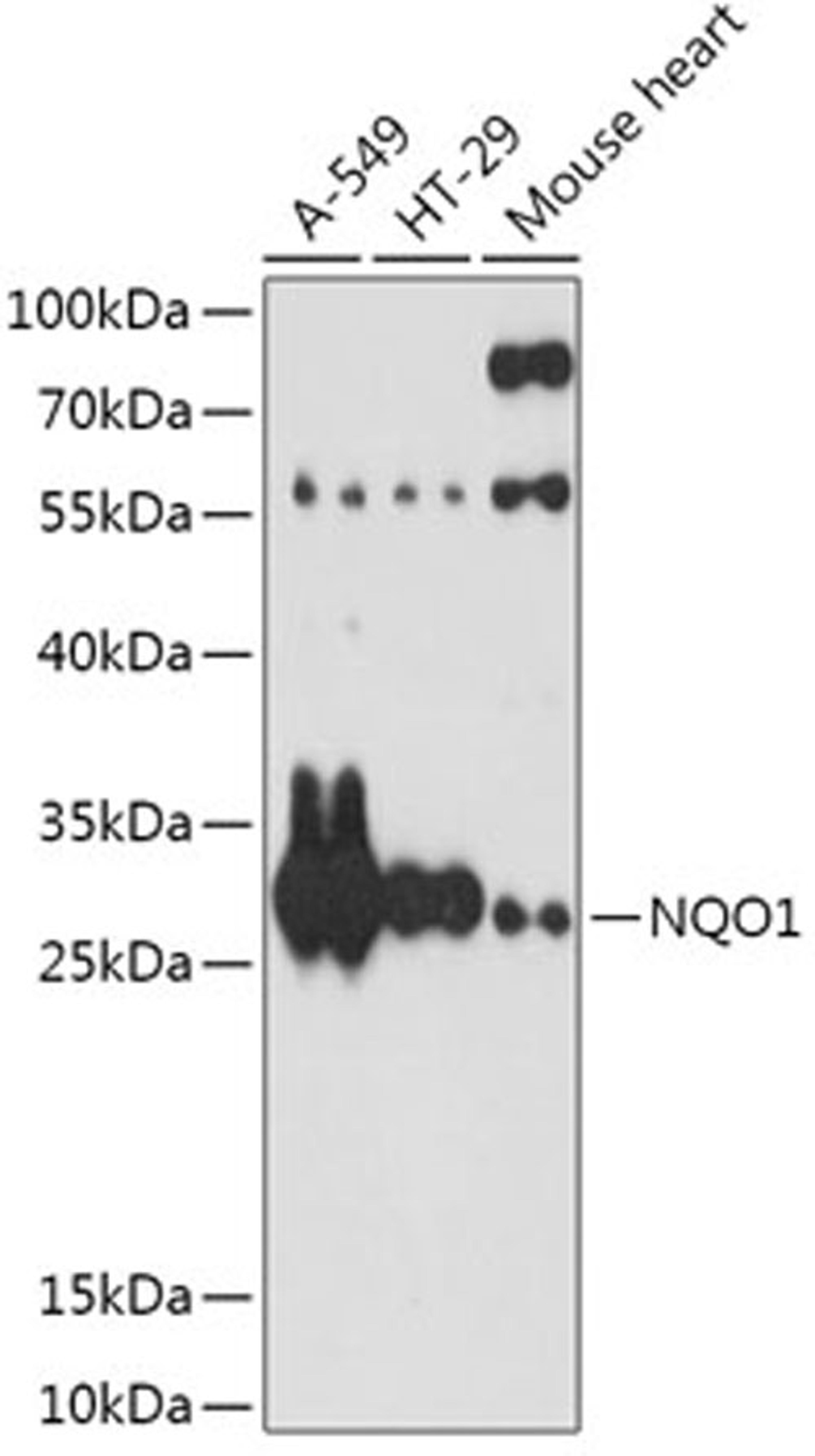 Western blot - NQO1 antibody (A0047)