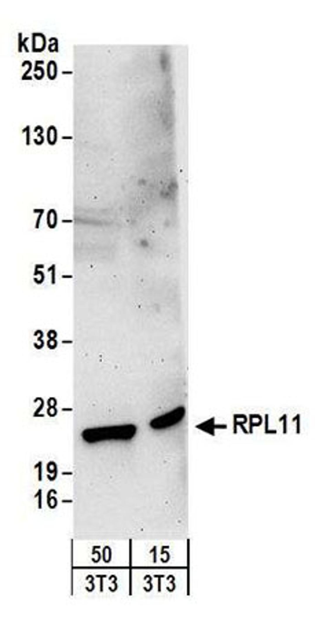 Detection of mouse RPL11 by western blot.