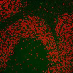 Detection of mouse Nucleolin by immunohistochemistry.