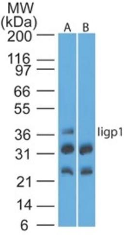 Western Blot: Iigp1 interferon inducible GTPase 1 Antibody [NBP2-03970] - analysis of Iigp1 using Iigp1 polyclonal antibody. Mouse NIH 3T3 lysate in the absence (A) and presence (B) of immunizing peptide probed with Iigp1 antibody at 4 ug/ml. I goat anti-rabbit Ig HRP secondary antibody and PicoTect ECL substrate solution were used for this test.