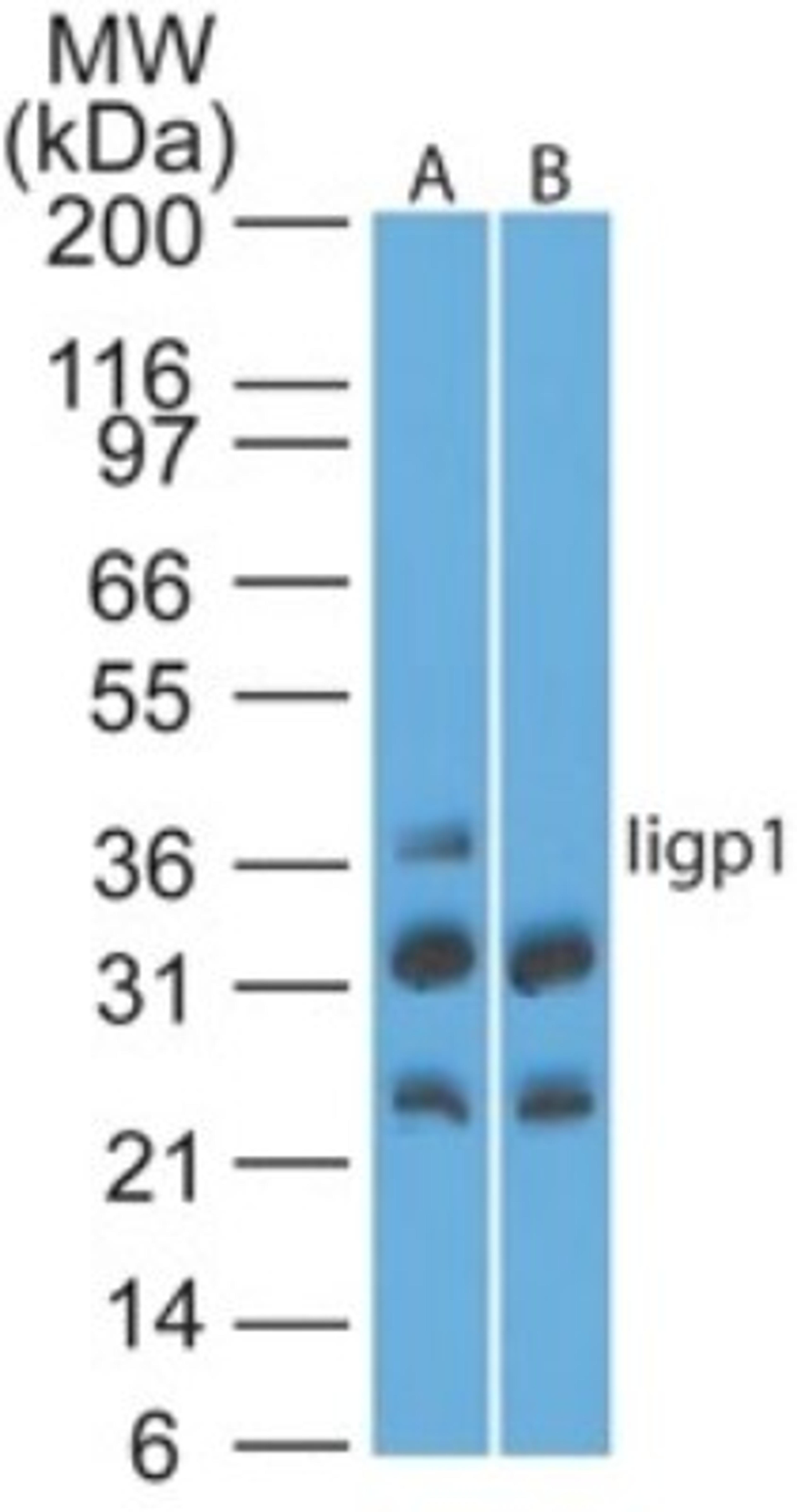 Western Blot: Iigp1 interferon inducible GTPase 1 Antibody [NBP2-03970] - analysis of Iigp1 using Iigp1 polyclonal antibody. Mouse NIH 3T3 lysate in the absence (A) and presence (B) of immunizing peptide probed with Iigp1 antibody at 4 ug/ml. I goat anti-rabbit Ig HRP secondary antibody and PicoTect ECL substrate solution were used for this test.