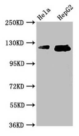 Western Blot. Positive WB detected in: Hela whole cell lysate, HepG2 whole cell lysate. All lanes: TMF1 antibody at 3.7µg/ml. Secondary. Goat polyclonal to rabbit IgG at 1/50000 dilution. Predicted band size: 123, 124 kDa. Observed band size: 123, 124 kDa