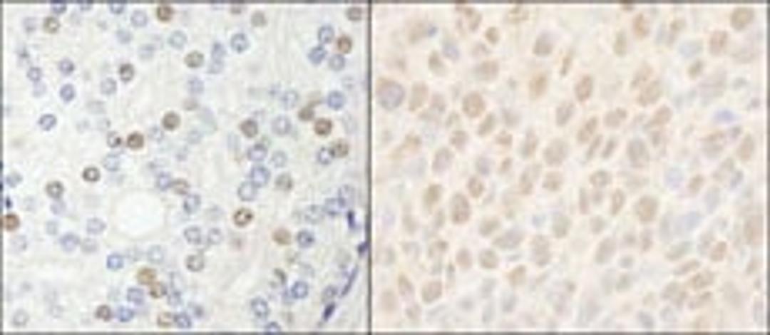 Detection of human and mouse HDAC7 by immunohistochemistry.