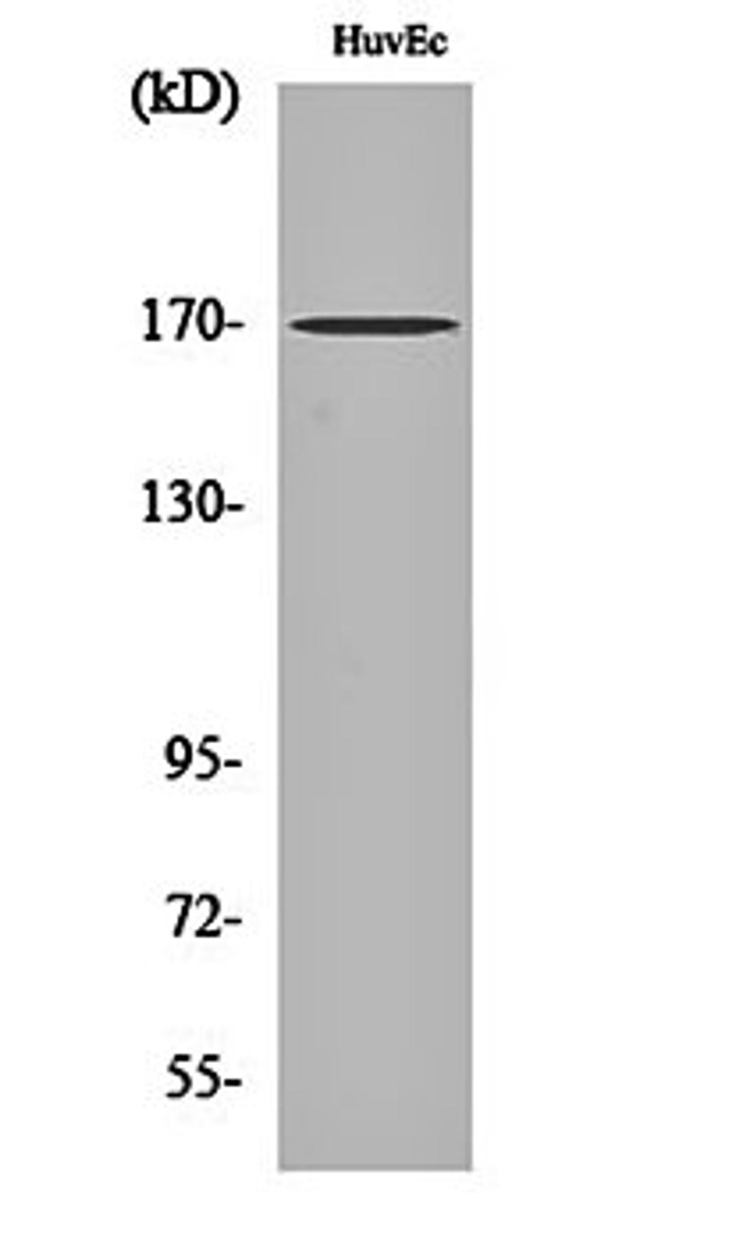 Western blot analysis of HuvEc cell lysates using CLIP-170 antibody