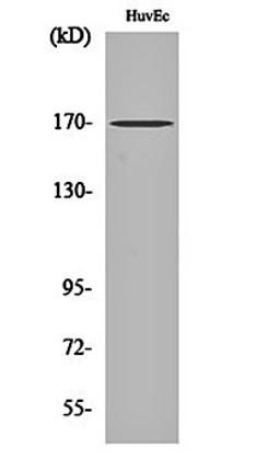 Western blot analysis of HuvEc cell lysates using CLIP-170 antibody