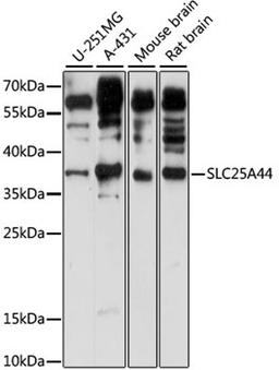 Western blot - SLC25A44 antibody (A15365)