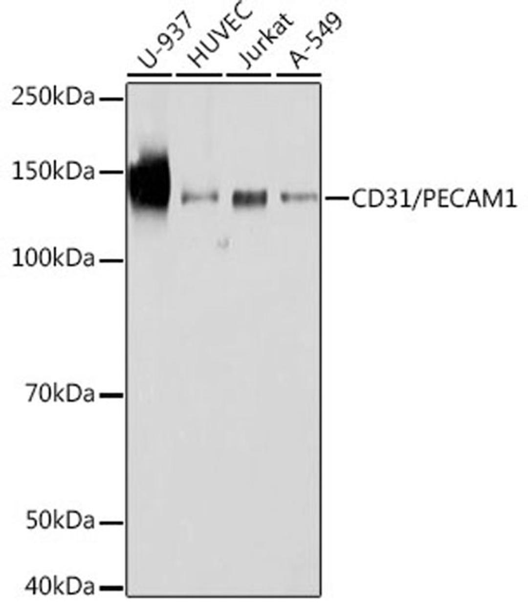 Western blot - CD31/PECAM1 antibody (A19014)