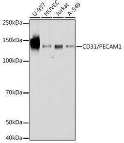 Western blot - CD31/PECAM1 antibody (A19014)