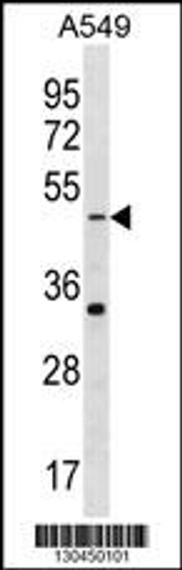 Western blot analysis in A549 cell line lysates (35ug/lane).