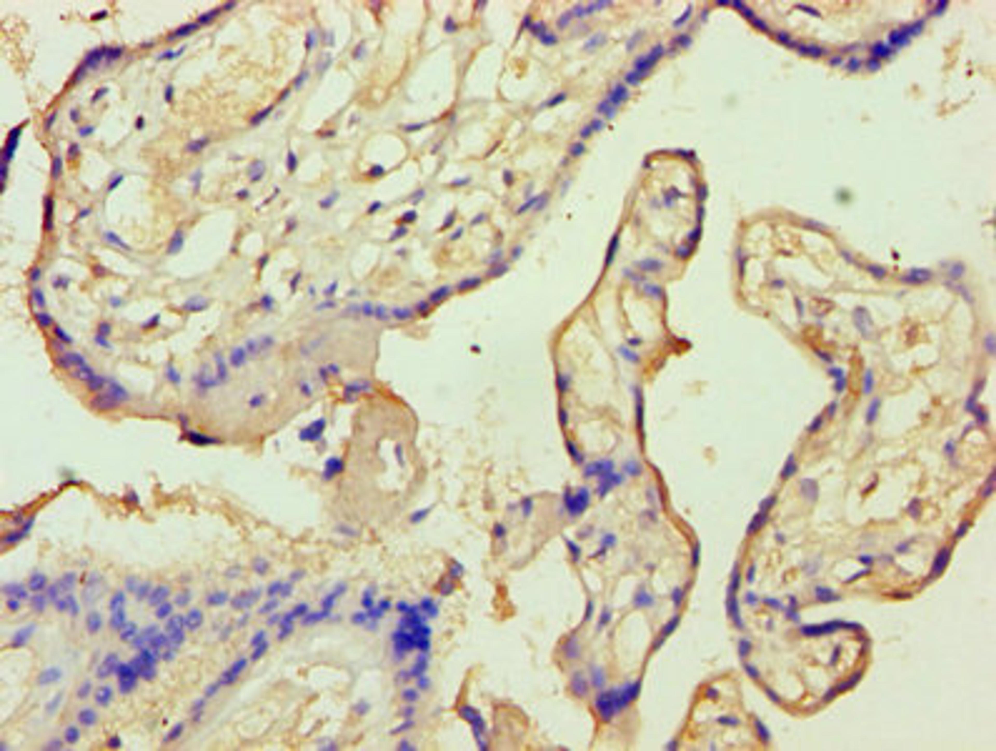 Immunohistochemistry of paraffin-embedded human placenta tissue using CSB-PA001852LA01HU at dilution of 1:100
