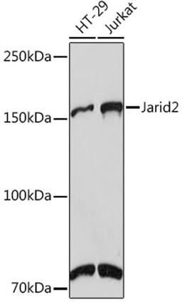 Western blot - Jarid2 Rabbit mAb (A9614)