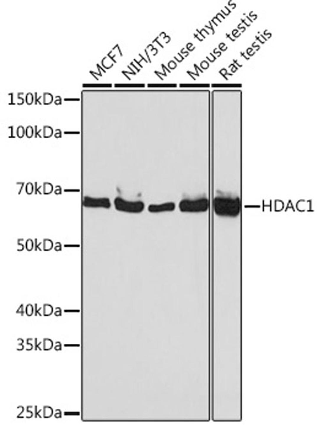 Western blot - HDAC1 antibody (A19571)