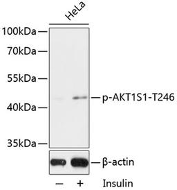 Western blot - Phospho-AKT1S1-T246 antibody (AP0793)