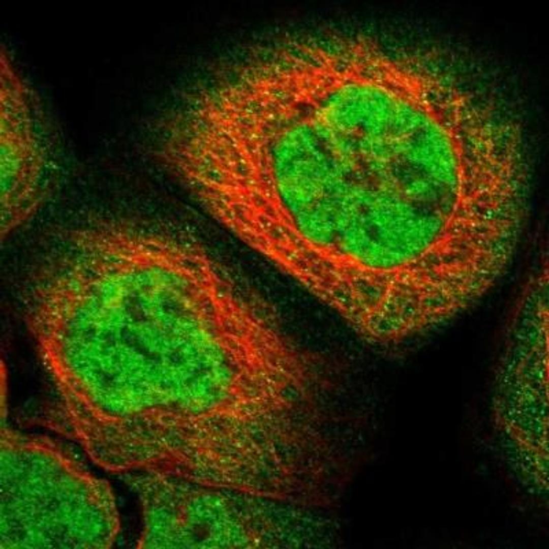 Immunocytochemistry: ZFAND5 Antibody [NBP1-80609] - Immunofluorescent staining of human cell line A-431 shows positivity in nucleus but not nucleoli & cytoplasm.