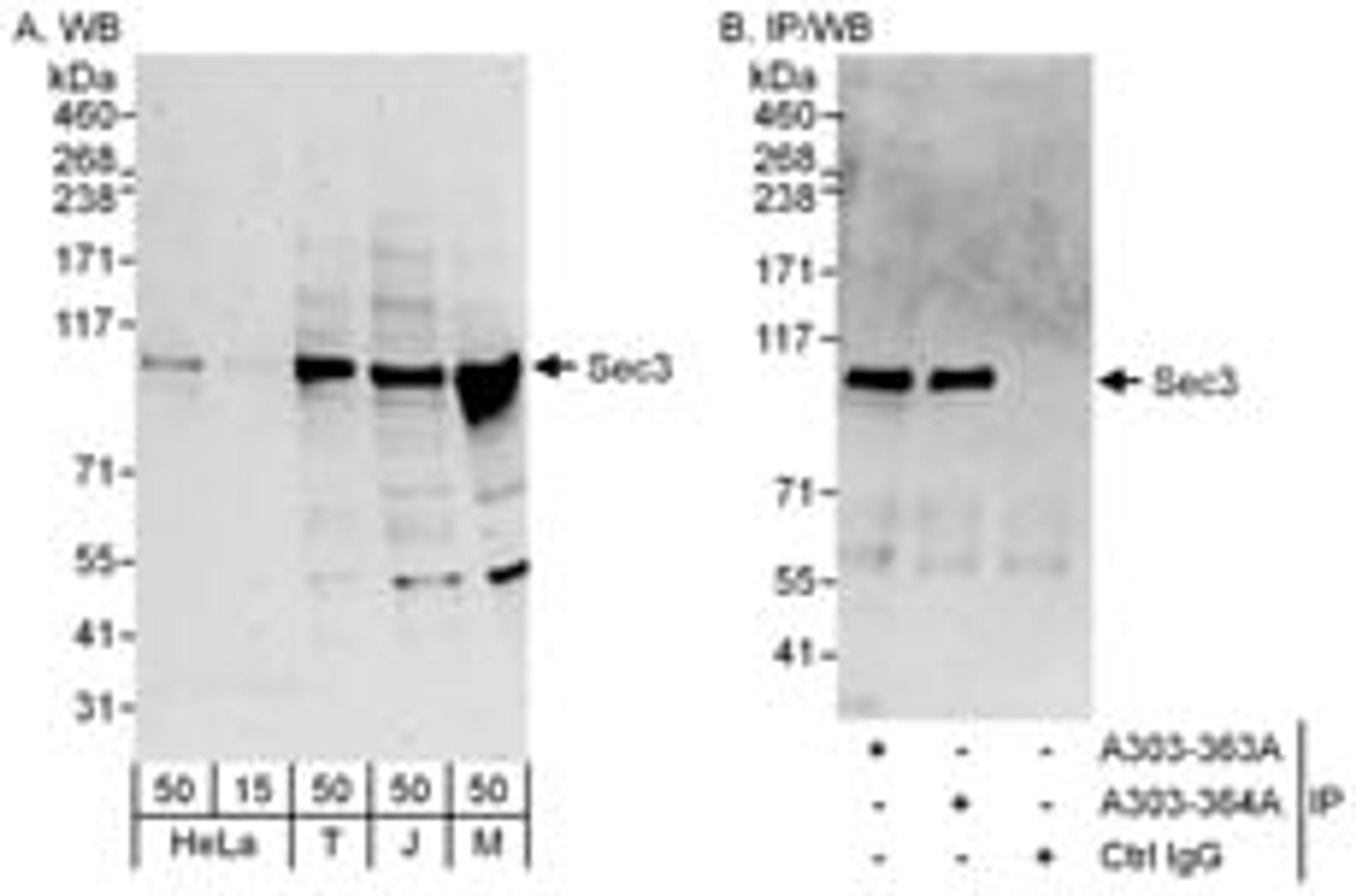 Detection of human and mouse Sec3 by western blot (h and m) and immunoprecipitation (h).