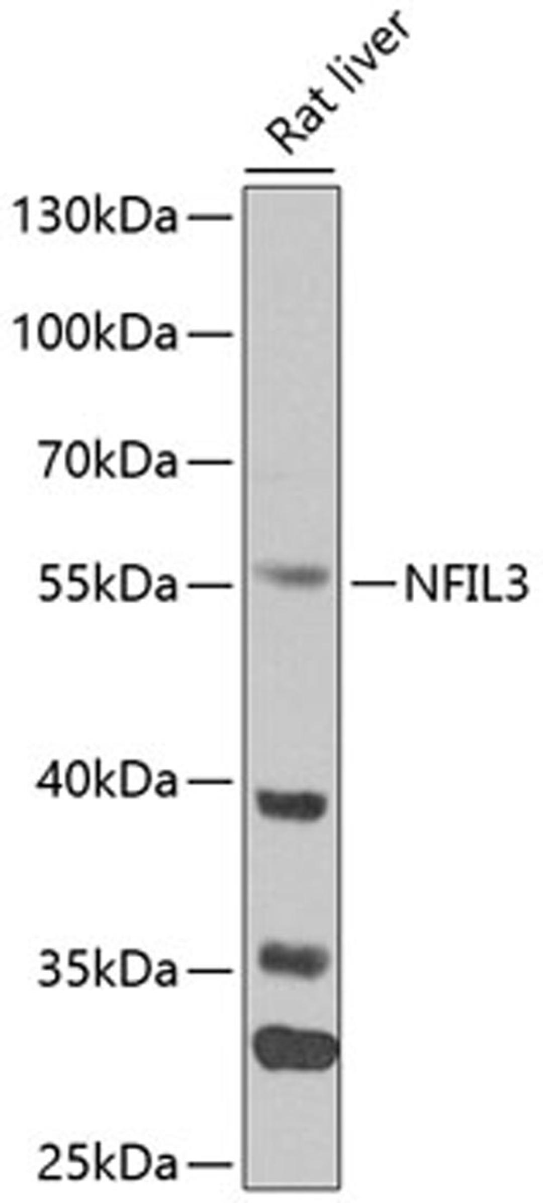 Western blot - NFIL3 antibody (A14029)