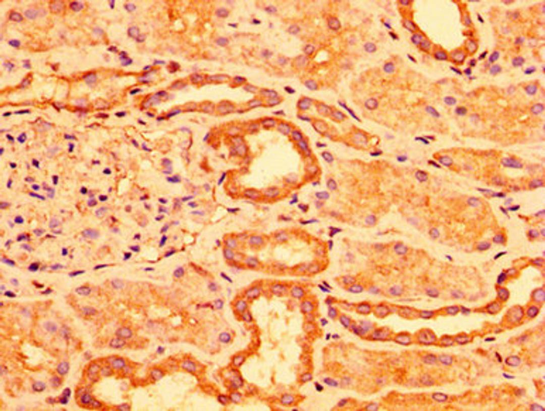 IHC image of CSB-PA768206LA01HU diluted at 1:300 and staining in paraffin-embedded human kidney tissue performed on a Leica BondTM system. After dewaxing and hydration, antigen retrieval was mediated by high pressure in a citrate buffer (pH 6.0). Section was blocked with 10% normal goat serum 30min at RT. Then primary antibody (1% BSA) was incubated at 4°C overnight. The primary is detected by a biotinylated secondary antibody and visualized using an HRP conjugated SP system.