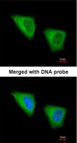 Immunocytochemistry/Immunofluorescence: GCLM Antibody [NBP1-33405] - Paraformaldehyde-fixed HeLa, using antibody at 1:200 dilution.