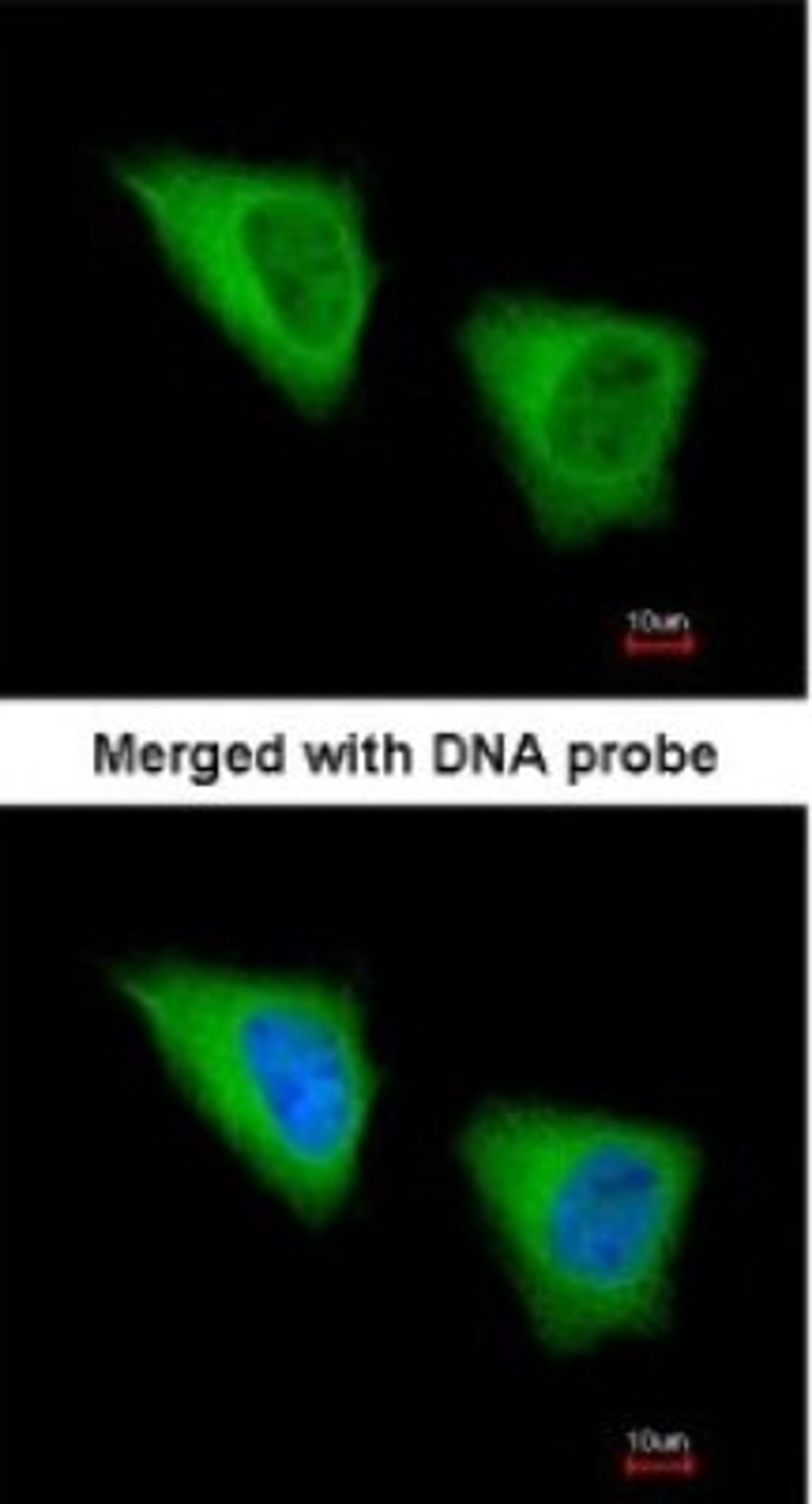 Immunocytochemistry/Immunofluorescence: GCLM Antibody [NBP1-33405] - Paraformaldehyde-fixed HeLa, using antibody at 1:200 dilution.