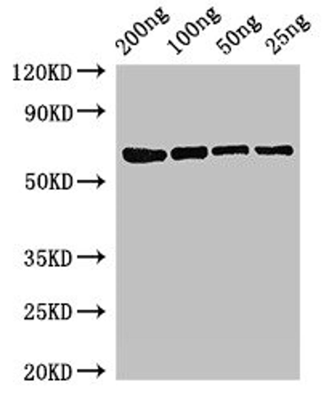 Western Blot. Positive WB detected in Recombinant protein. All lanes: mutL antibody at 3ug/ml. Secondary. Goat polyclonal to rabbit IgG at 1/50000 dilution. predicted band size: 68 kDa. observed band size: 68 kDa.