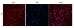 Immunofluorescence image of rat brain tissue using anti- MCP1 (dilution at 2.5 ug/ml)