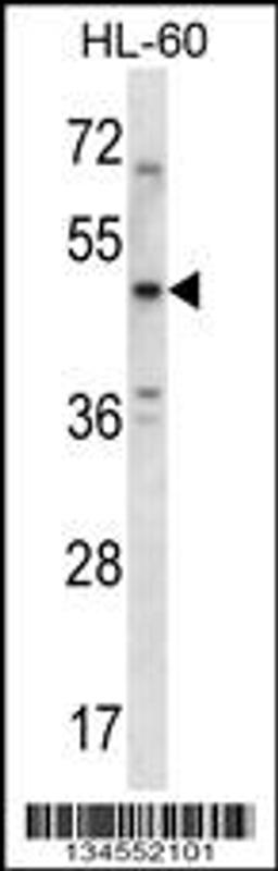 Western blot analysis in HL-60 cell line lysates (35ug/lane).