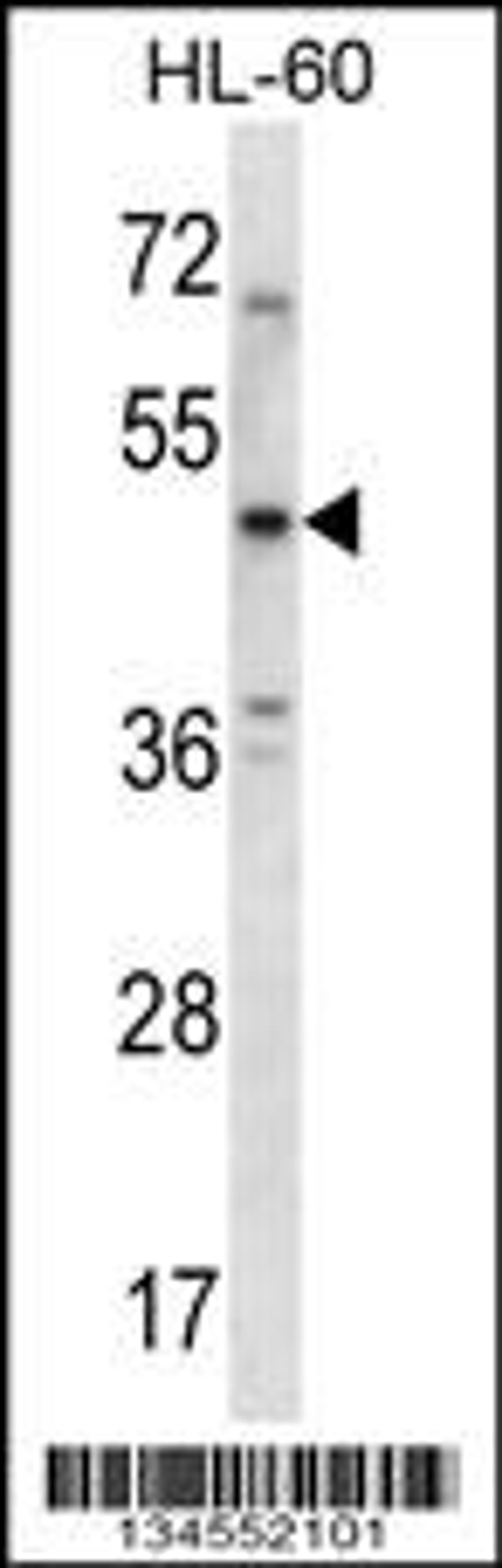 Western blot analysis in HL-60 cell line lysates (35ug/lane).