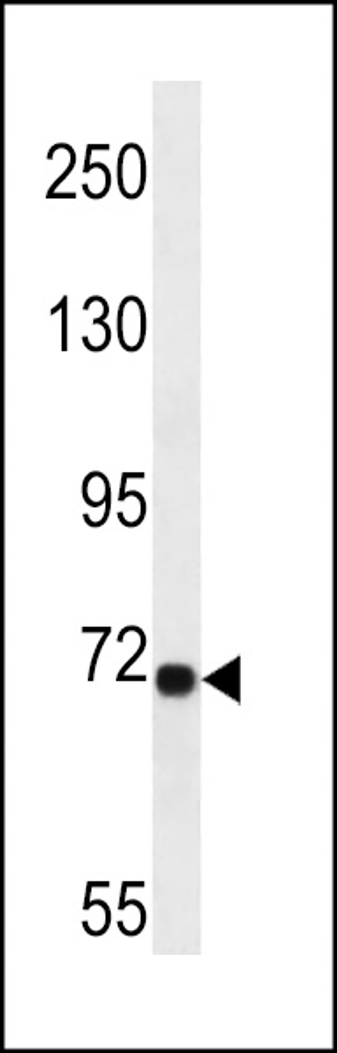 Western blot analysis in A549 cell line lysates (35ug/lane).