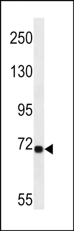 Western blot analysis in A549 cell line lysates (35ug/lane).