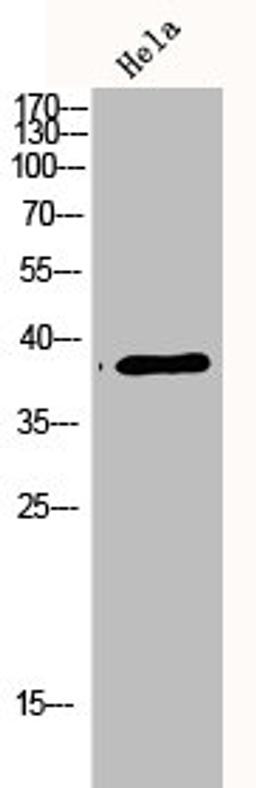Western Blot analysis of hela cells using p38 Polyclonal Antibody