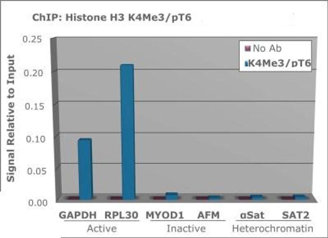 Chromatin Immunoprecipitation: Histone H3 [Trimethyl Lys6, p Thr4] Antibody [NBP2-44052] - Chromatin from one million formaldehyde cross-linked Hela cells was used with 2 ug of Anti-Histone H3 K4me3pT6 was used to IP DNA from fixed Hela cells alongside a no antibody (No Ab) control, DNA was measured by qRT-PCR and normalized to total input (input=1).