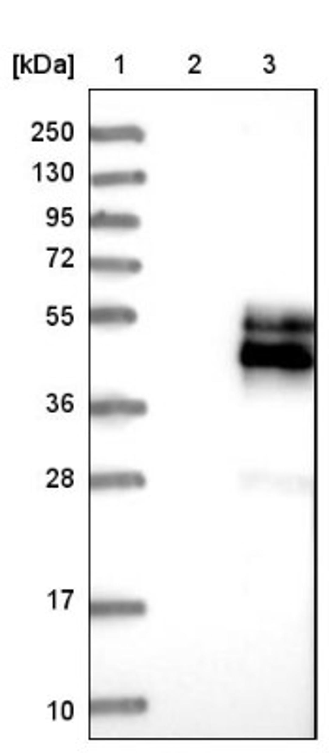 Western Blot: NPDC1 Antibody [NBP1-86693] - Lane 1: Marker [kDa] 250, 130, 95, 72, 55, 36, 28, 17, 10<br/>Lane 2: Negative control (vector only transfected HEK293T lysate)<br/>Lane 3: Over-expression lysate (Co-expressed with a C-terminal myc-DDK tag (~3.1 kDa) in mammalian HEK293T cells, LY414555)