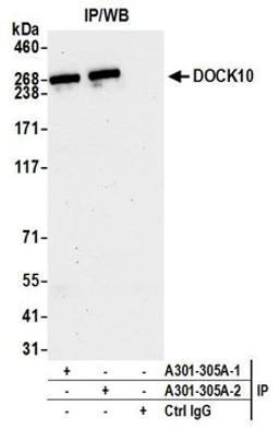 Detection of human DOCK10 by western blot of immunoprecipitates.