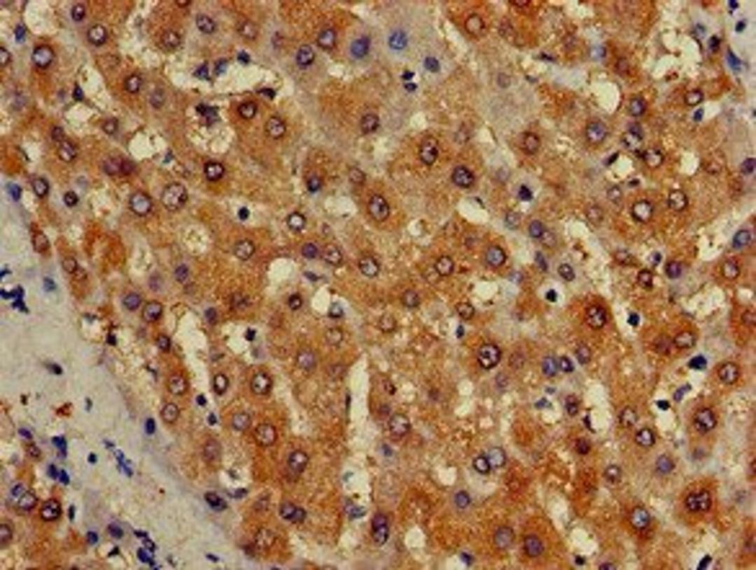 Immunohistochemical staining of human liver tissue using ISCA1 antibody