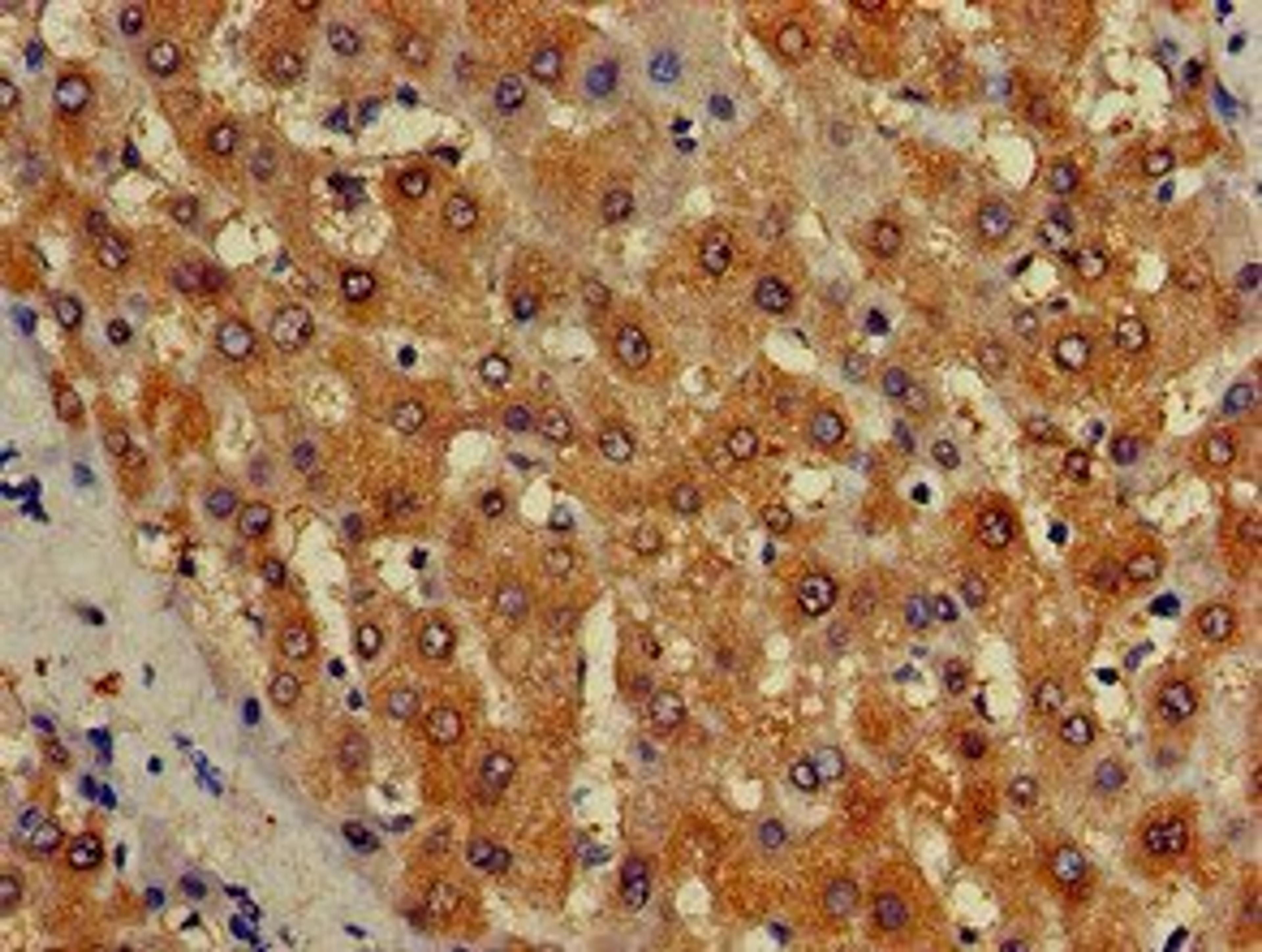 Immunohistochemical staining of human liver tissue using ISCA1 antibody