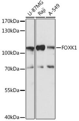 Western blot - FOXK1 antibody (A15220)