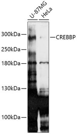 Western blot - CREBBP antibody (A1334)