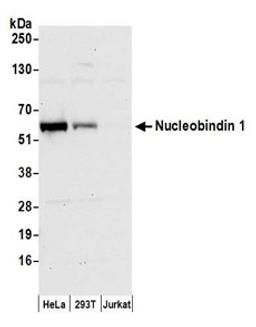 Detection of human Nucleobindin 1 by western blot.