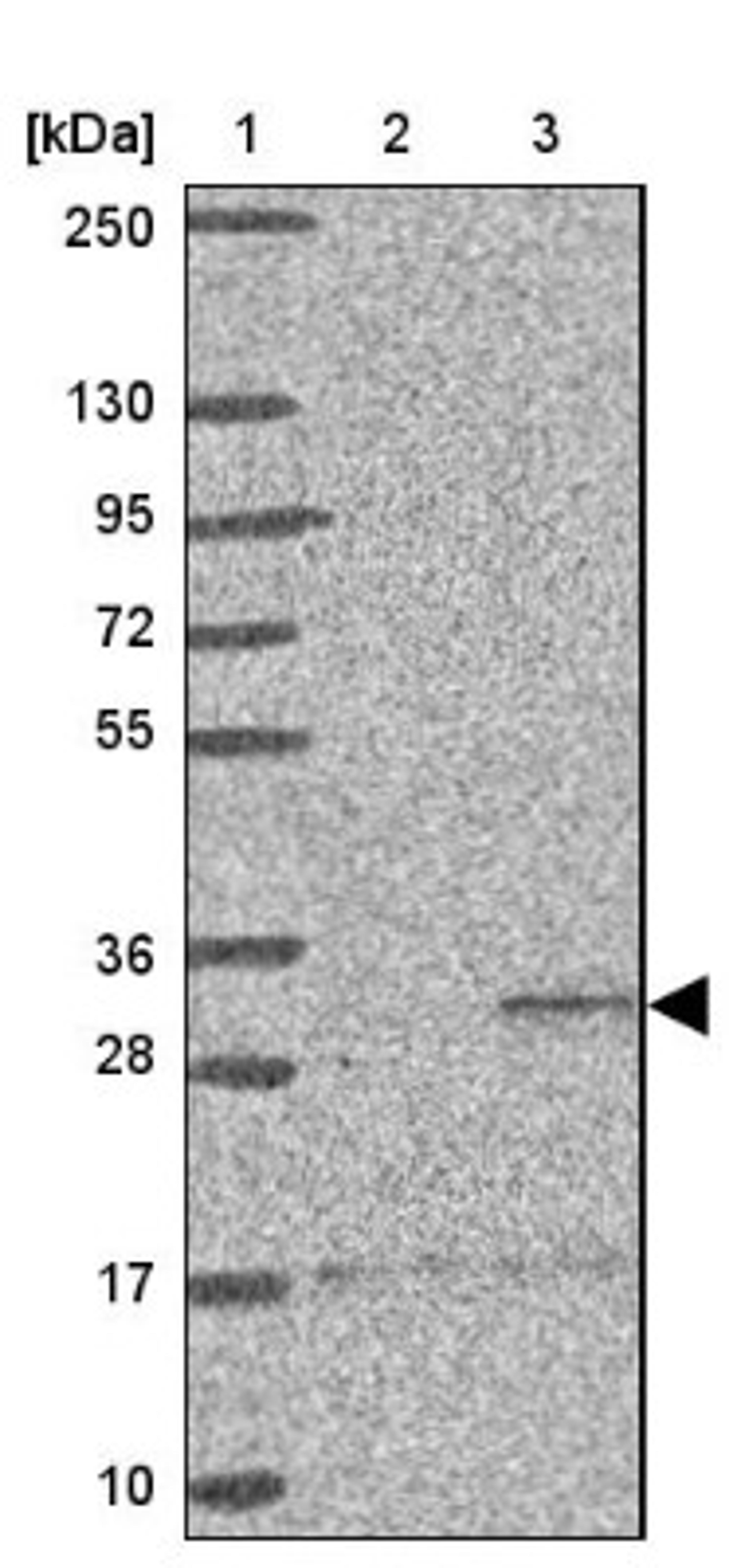 Western Blot: ST8SIA2 Antibody [NBP2-33719] - Lane 1: Marker [kDa] 250, 130, 95, 72, 55, 36, 28, 17, 10<br/>Lane 2: Human cell line RT-4<br/>Lane 3: Human cell line U-251MG sp